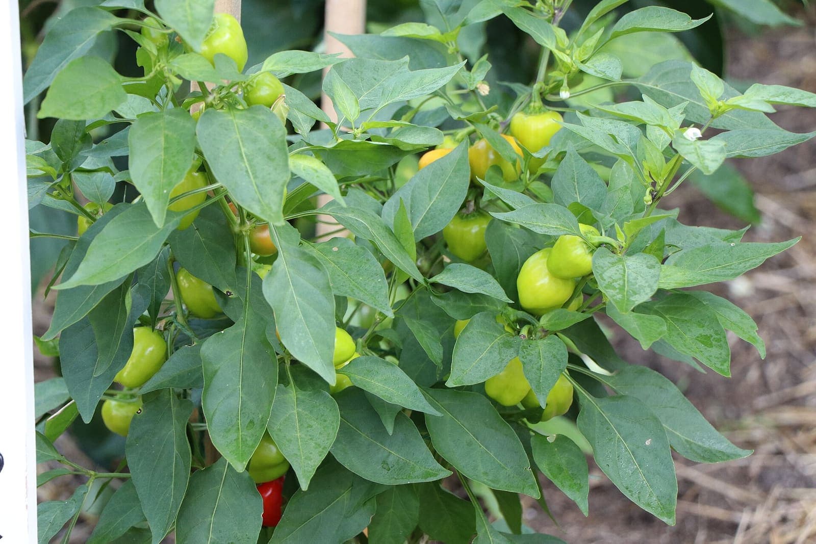 Sweet peppers ripening on the plant