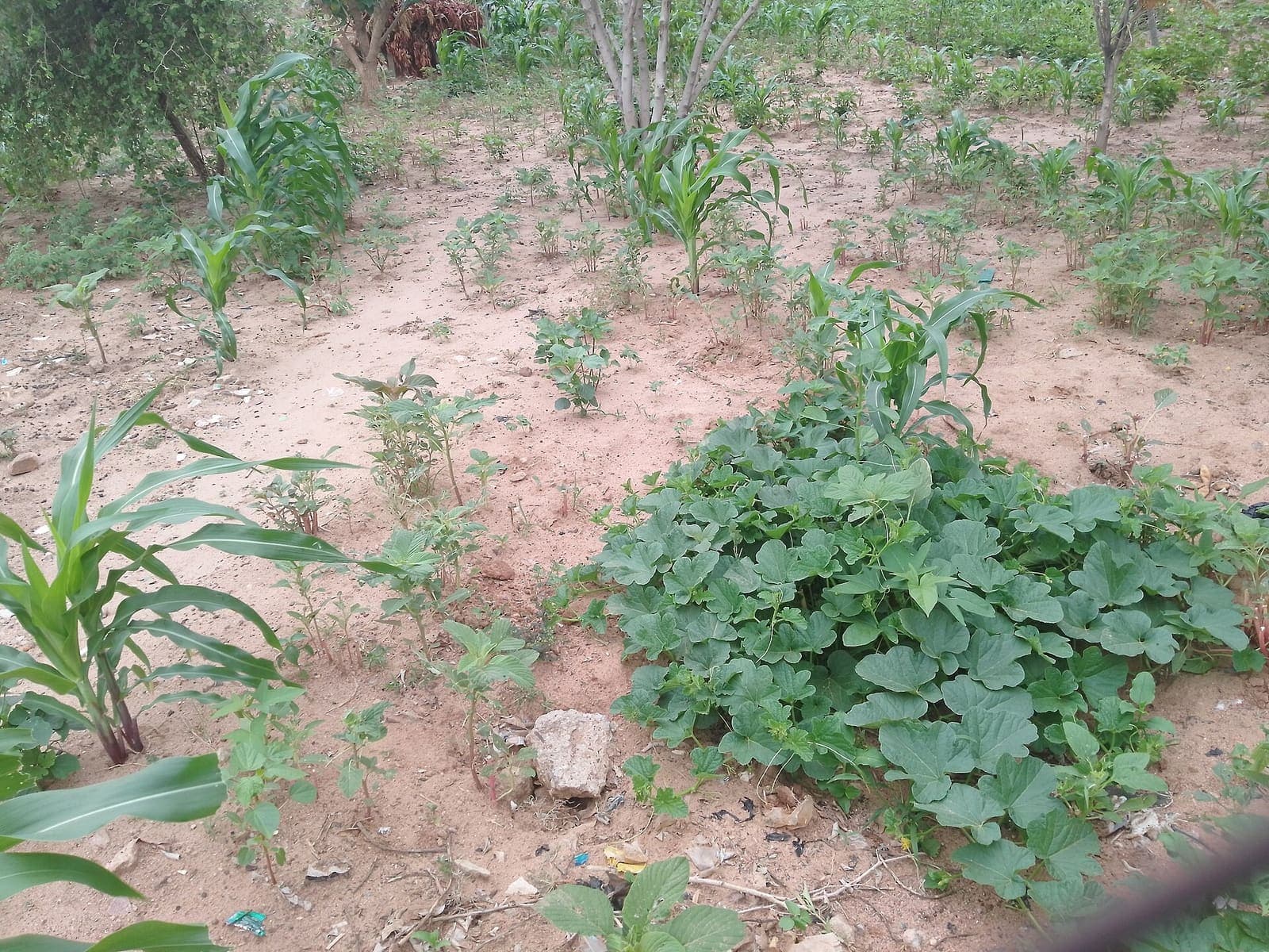 Sweet potato growing in a field