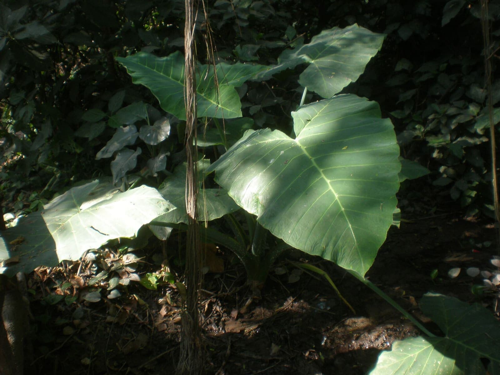 Tannia growing in a field