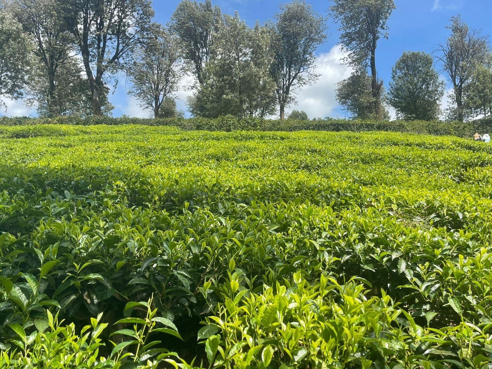 A tea plantation in Kiambu County, Kenya