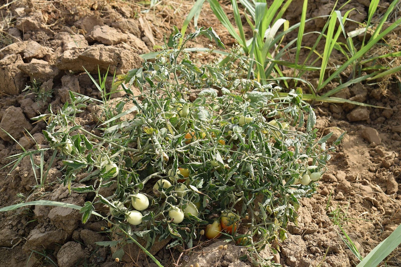 Tomato plants carrying fruit on an irrigated dry-season farm