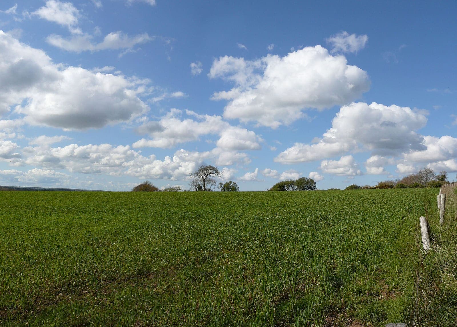 Wheat growing in a field
