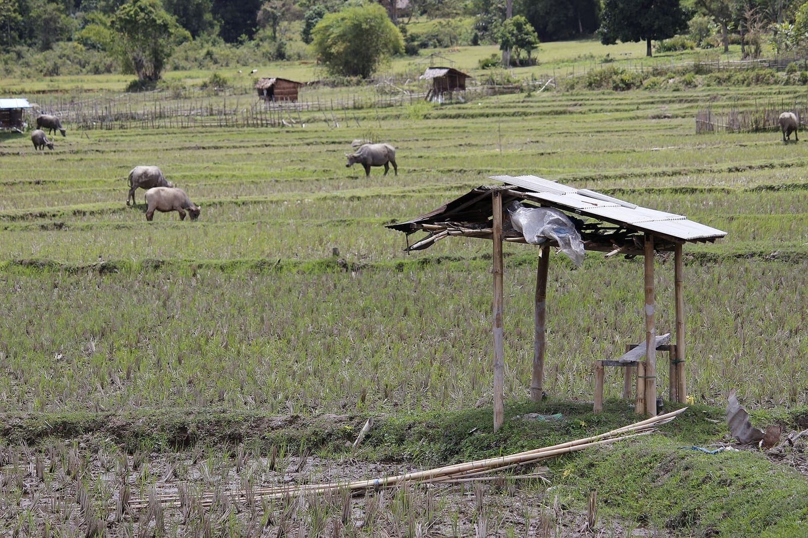 Buffalo grazing beside a rice field