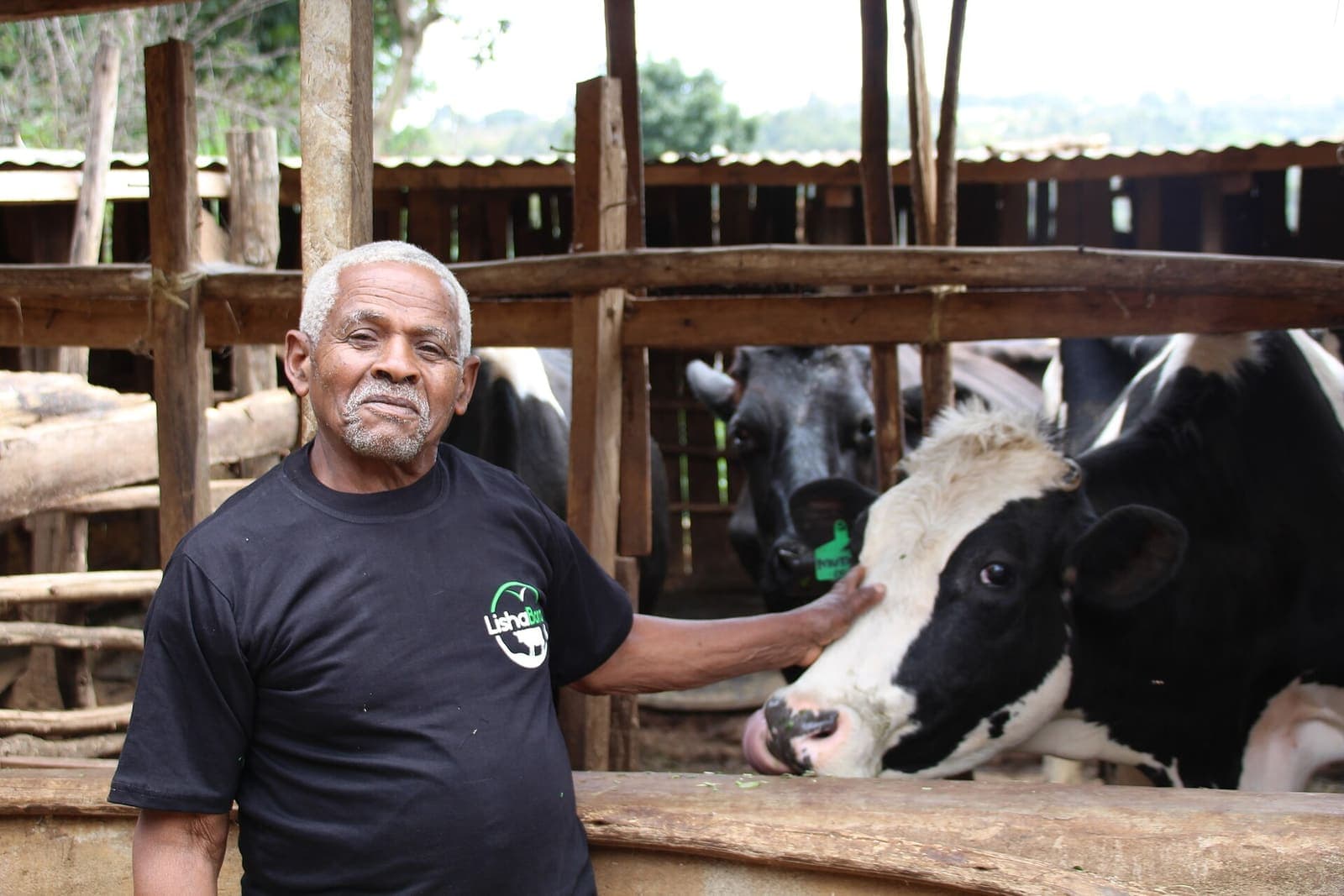 A smallholder dairy farmer with a cow in a timber kraal