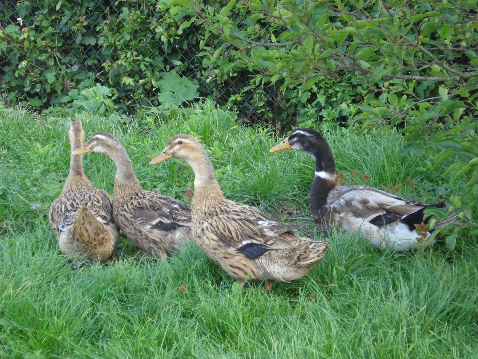 A flock of ducks on a farm