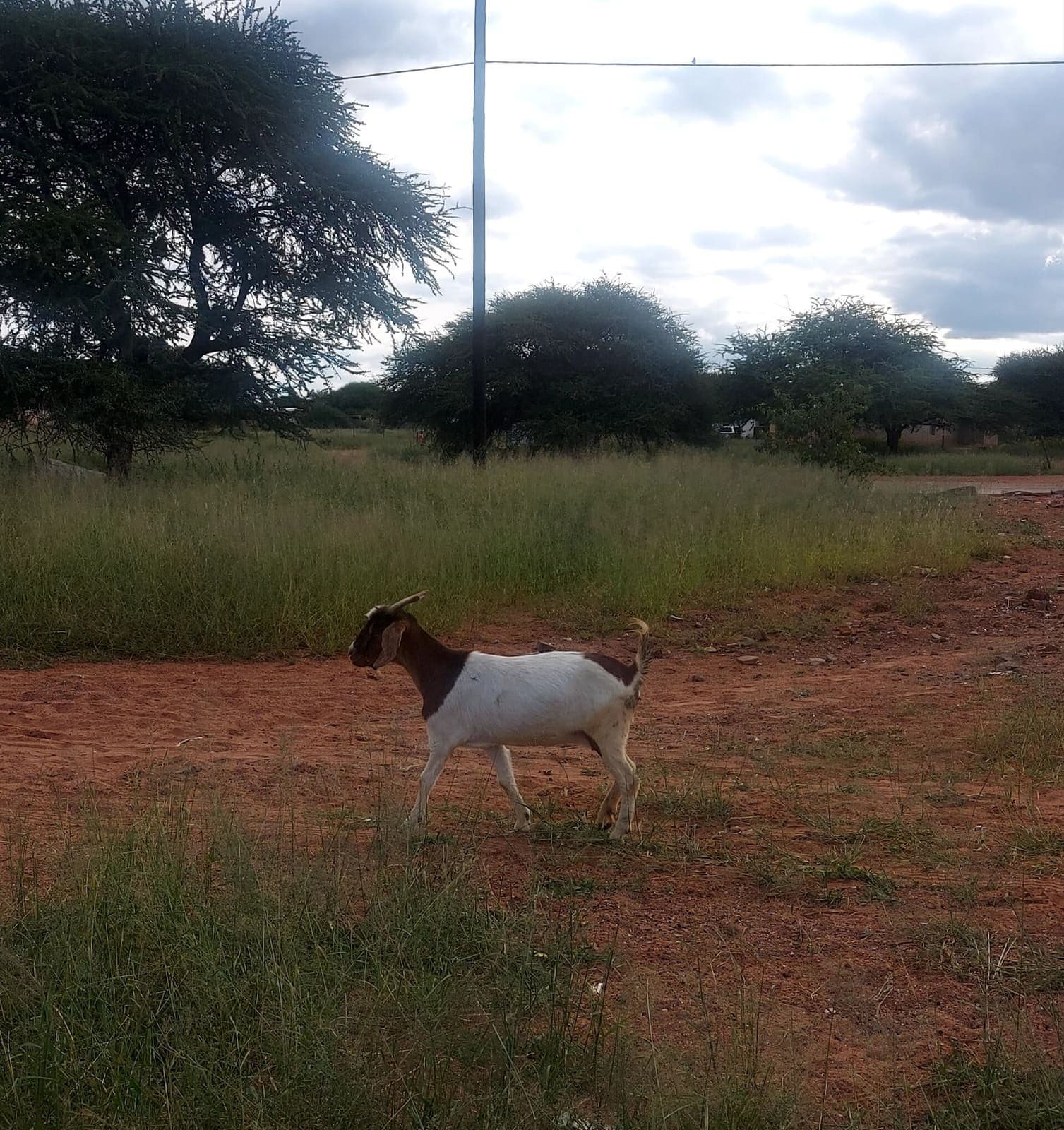 A goat grazing on rough ground near a farm