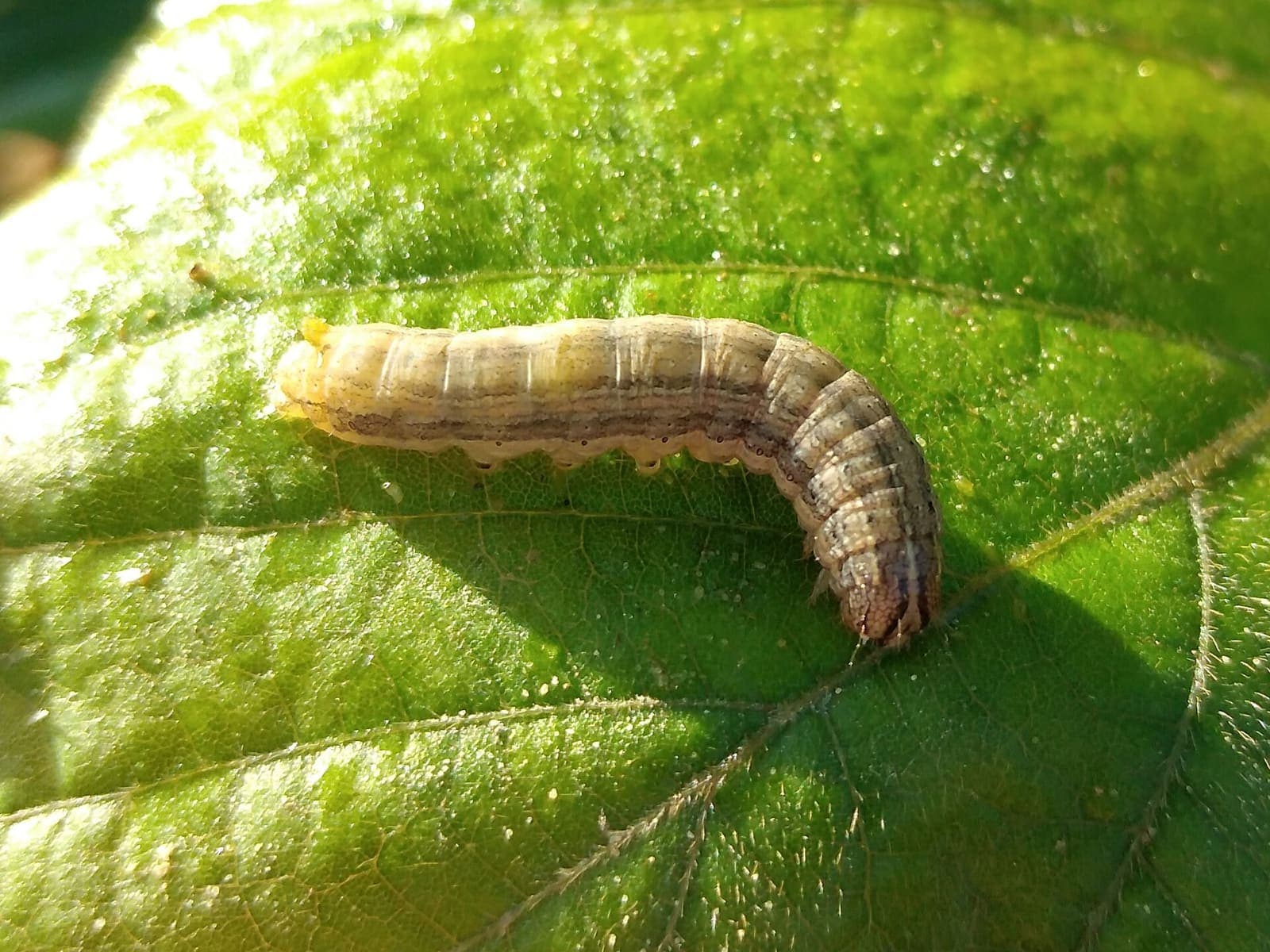 A fall armyworm caterpillar on a leaf